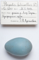 eggs_apart_Plegadis_falcinellus201009161144