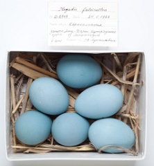 eggs_museum_Plegadis_falcinellus201009161140