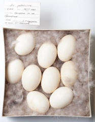 eggs_museum_Aix_galericulata201009161351