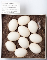 eggs_museum_Anas_falcata201009161551