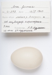 eggs_apart_Anas_formosa201009161546
