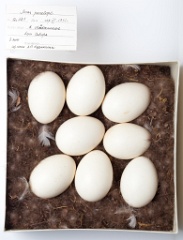eggs_museum_Anas_penelope201009161540