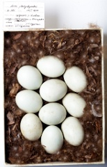 eggs_museum_Anas_platyrhynchos201009161527