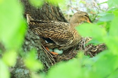 nest_with_bird_Anas_platyrhynchos201205271057