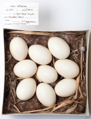 eggs_museum_Anas_strepera201009161542