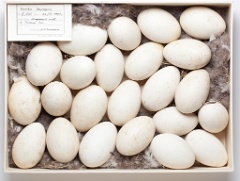 eggs_museum_Branta_leucopsis201009161212