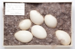 eggs_museum_Branta_nigricans201009161219