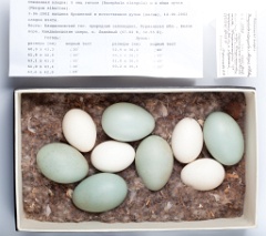 eggs_museum_Bucephala_clangula201009171125