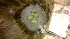 nest1483_eggs_nature_Bucephala_clangula_2014_0527_1212