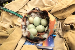 nest1484_eggs_apart_Bucephala_clangula_2014_0527_1326