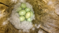 nest1484_eggs_nature_Bucephala_clangula_2014_0527_1333