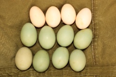 nest1486_eggs_apart_Bucephala_clangula_2014_0527_1457