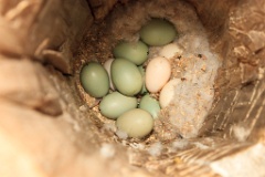 nest1486_eggs_nature_Bucephala_clangula_2014_0527_1517-4
