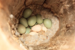 nest1486_eggs_nature_Bucephala_clangula_2014_0527_1517