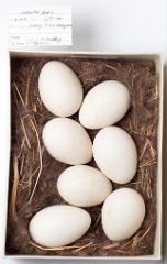 eggs_museum_Melanitta_fusca201009161300