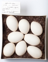 eggs_museum_Melanitta_nigra201009161405