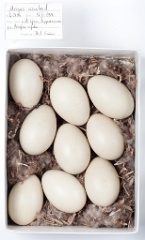 eggs_museum_Mergus_serrator201009171131