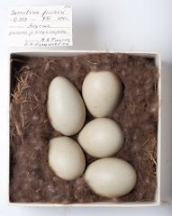 eggs_museum_Somateria_fischeri201009161657
