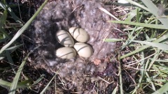 nest14110_eggs_nature_Somateria_molissima2014_0625_1152