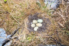 nest1466_eggs_nature_Somateria_molissima_2014_0525_1059