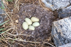 nest1472_eggs_nature_Somateria_molissima2014_0526_1330