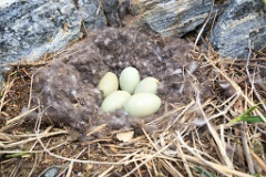 nest1472_eggs_nature_Somateria_molissima2014_0526_1332-2