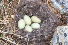 nest1472_eggs_nature_Somateria_molissima2014_0526_1332