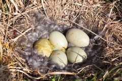 nest1477_eggs_nature_Somateria_molissima2014_0526_1406