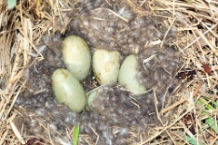 nest1494_eggs_nature_Somateria_molissima2014_0530_0812