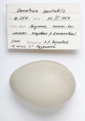 eggs_apart_Somateria_spectabilis201009161250