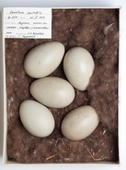 eggs_museum_Somateria_spectabilis201009161249
