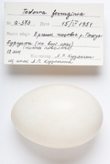 eggs_apart_Tadorna_ferruginea201009161514-1