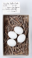 eggs_museum_Accipiter_badius201009171342