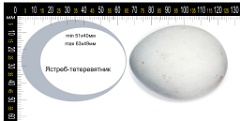 collection_eggs_Accipiter_gentilis201009271444