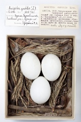 eggs_museum_Accipiter_gentilis201009171348