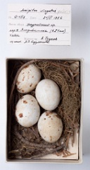 eggs_museum_Accipiter_gularis201010211825