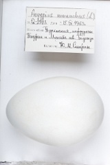 eggs_apart_Aegypius_monachus201009171250