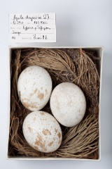 eggs_museum_Aquila_chrysaetos201009171549