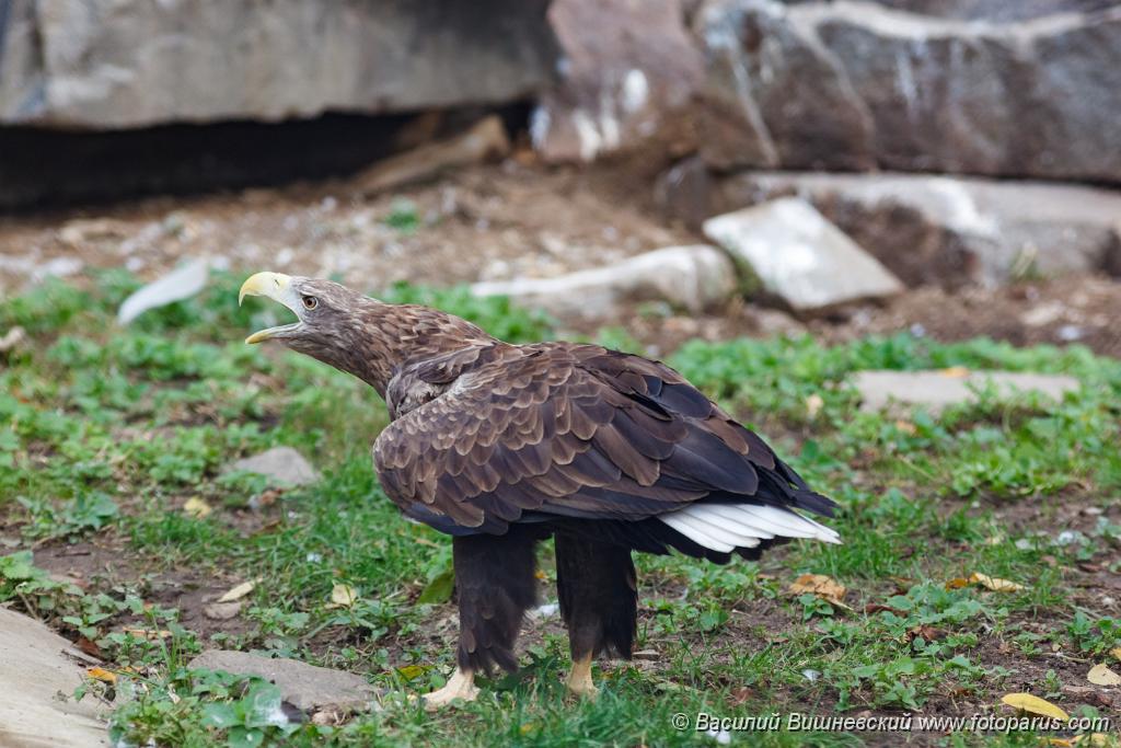 bird_zoo_Haliaeetus_albicilla_2014_0927_1451-4.jpg - Снято в зоопарке. Russia, The Zoo. Орлан-белохвост. White-tailed Sea-eagle (Haliaeetus albicilla).