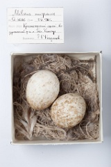 eggs_museum_Milvus_migrans201009171232