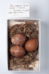 eggs_museum_Falco_peregrinus201009171645