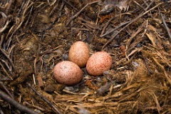 eggs_nature_Falco_tinnunculus200605131417