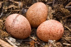 eggs_nature_Falco_tinnunculus200605131420