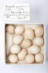 eggs_museum_Ammoperdix_griseogularis201009201138