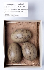 eggs_museum_Chlamydotis_undulata201010211747