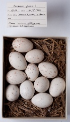 eggs_museum_Porzana_fusca201010211804