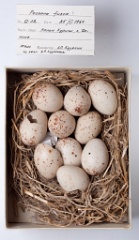 eggs_museum_Porzana_fusca201010211807