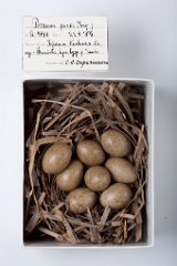 eggs_museum_Porzana_parva201009201538
