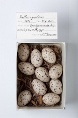 eggs_museum_Rallus_aquaticus201009201534