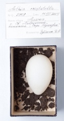 eggs_museum_Aethia_cristatella201009241034